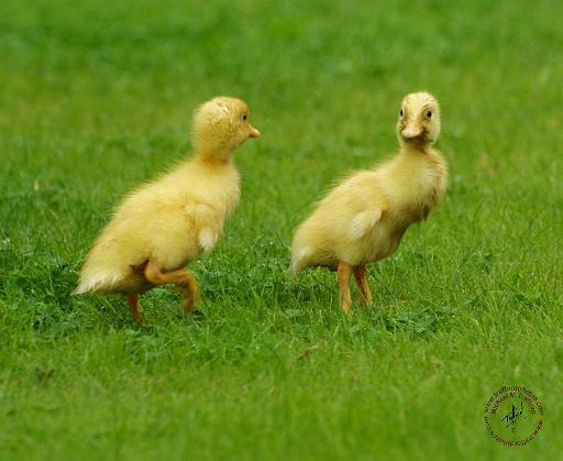 Indian Runner Ducklings 9W027D-034.JPG